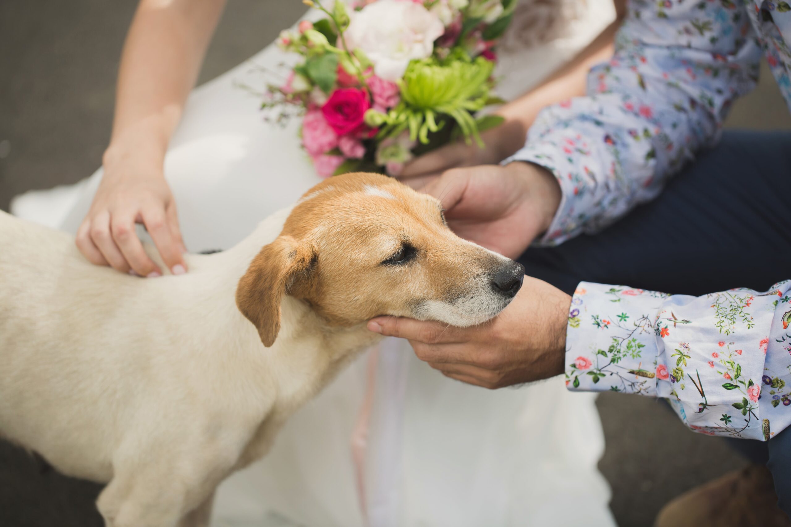 Intégrer votre animal de compagnie dans votre mariage : comment bien préparer ce moment unique